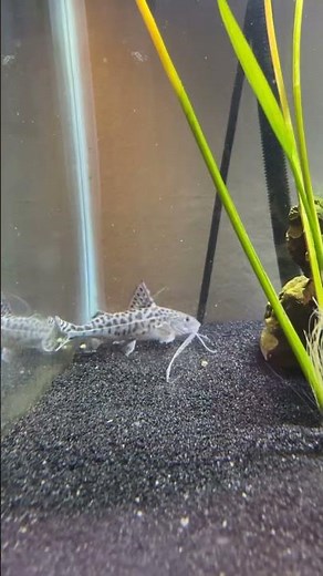 Pictus Catfish Eating Pellets