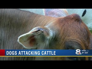 Dogs Attacking Cows