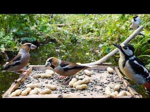 🔴 Forest Bird Feeder | River [ 2026/9/12 ]