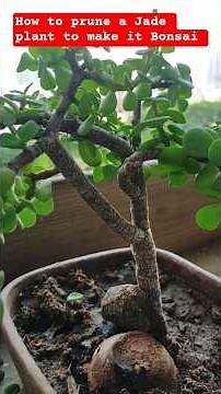 How to Prune a Jade Plant to Make it a Bonsai/Jade Bonsai Shaping & Care Tips