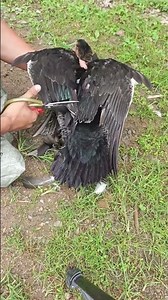 Methods for trimming poultry wings to prevent flying