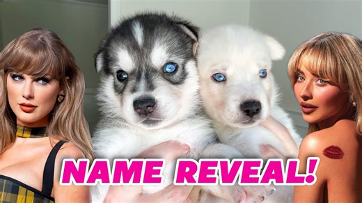 Rescue husky puppies receive playful names