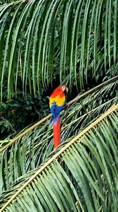 🌿🇨🇷 Vive Costa Rica como nunca. Naturaleza, aventura y pura vida en cada rincón. Un destino eco, lleno de magia y energía natural. Viaja fácil con Viajes Sears ✈️🌎 #ViajesSears #CostaRica #PuraVida #Travel #Vacaciones #Viajar #EcoTurismo #TravelTok #AdventureTravel #NatureLovers #TravelGoals #TravelDestinations #DiscoverCostaRica #ViajaFacil | Viajes Sears