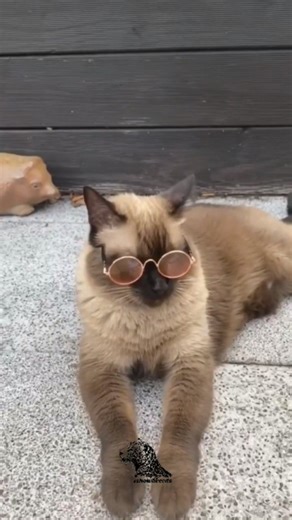 ishowpaws on Instagram: "The Burmese cat is a compact, muscular feline with a silky coat and captivating golden eyes. Known for their affectionate nature, they form strong bonds with humans and enjoy being the center of attention. These playful, curious companions thrive on interaction and bring endless warmth to any home. 💡 Key Facts: Origin: Myanmar (Burma) Personality: Affectionate, playful, social Traits: Short, glossy coat; expressive eyes #burmesecat #catsofinstagram #burmesebeauty #golde