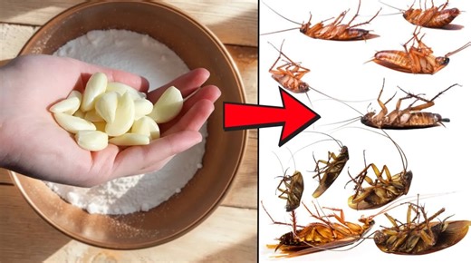 Destroy Cockroaches Instantly With This Simple Garlic Trick — No Chemicals Needed! Discover how to *get rid of cockroaches* using natural methods and effective *pest control* techniques. Learn a simple *how to kill cockroaches* at home. Say goodbye to *ants* and *fleas* using *insecticide* or **organic pest control**! | Epic Natural Health