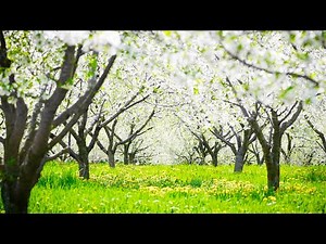 Relaxing Music and Nature Sounds with Birds Chirping: Calm Piano, Sleeping Music, Stress Relief