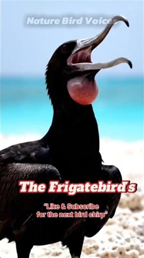 Frigatebird’s #birdsongs