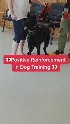 How Behavioral Modification Work for Dogs Part 2#nobaddogs#dogtraining #dogtrainertips #dogsontiktok🐶 #positivereinforcementdogtraining