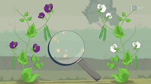 Video: Pollination and Flower Structure