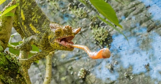 Lizard Tongues: What Makes Them So Unique?