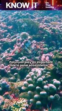 What Is a Polynya?