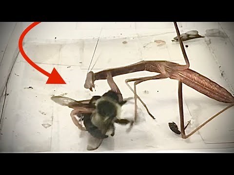 Praying Mantis VS Bee