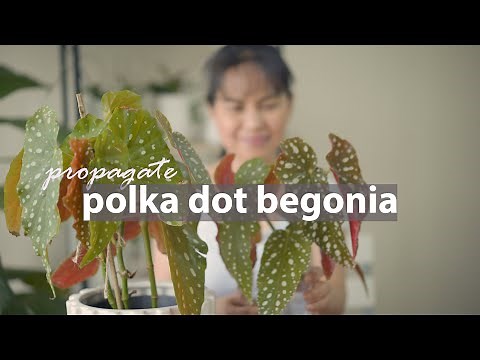 How to propagate Polka dot Begonia from stem cuttings | Begonia Maculata