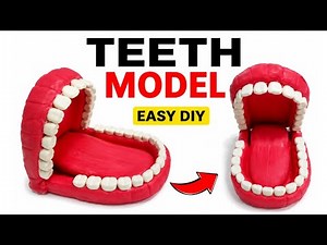 Teeth Model Craft 🦷 Easy DIY Human Mouth & Teeth Science Project for School