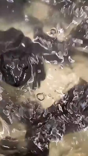 41K views · 354 reactions | Exotic animal store! #reels #exoticpet #animals #animalhusbandry | Zak Catch Em | Facebook