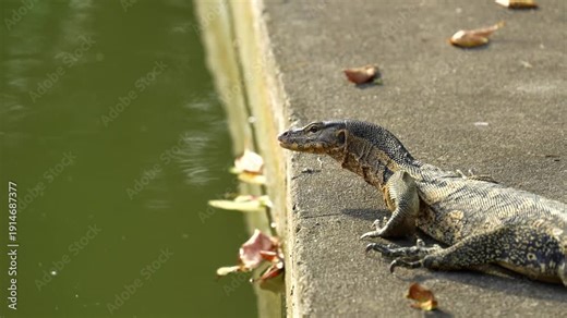 A monitor lizard resting at the edge of a pond in Bangkok. The reptile calmly наблюдает за водой, basking in the warm tropical sunlight.