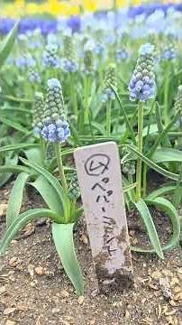 ムスカリ5品種 開花初期の様子 2026.4.5