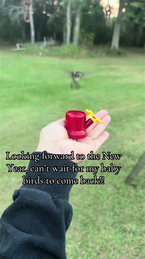 #hummingbird #attack #tiny #fyp #happynewyear