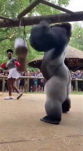Gorilla's Impressive Punch Stuns Zookeepers! #GorillaPower #BoxingFun #ZooLife