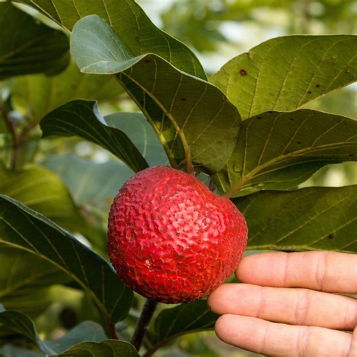 20 African Red Peach Tree Seeds: Nauclea Latifolia, Sweet Red Fruit - Etsy