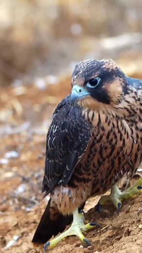 Majestic Falcon: A Close-Up of Nature's Predator