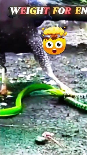 snack vs mongoose and eagle ,cat#animals#trending #Snake