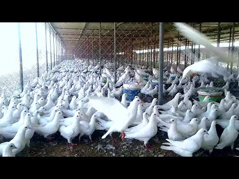 Modern Pigeon Farming, Pigeon Egg Harvest, Pigeon Egg Hatching in Incubator