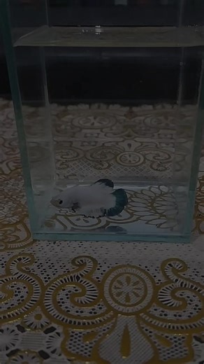 PP_RAILFNS_API_OZIL (@beeta_fish13)’s videos with suara asli - PP_RAILFNS_API_OZIL