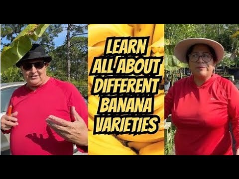 Different Banana Varieties