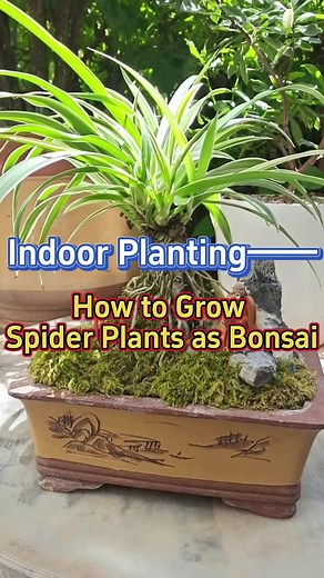 Transform Spider Plants into Valuable Bonsai - Indoor Planting Tips