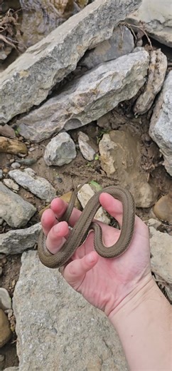 Friendly Queensnake going back home :) #snake #reptile #nintendo #wildlife #nature