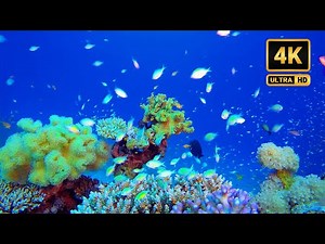 24-Hour Relaxing Tropical Fish & Crystal Clear Ocean Views in HD