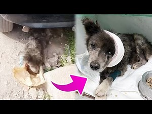 Stray Dog Fights for Life After Attack and Begins Journey Toward Healing and Love