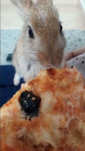 funny rabbit eating in pizza 🍕 #funnybabyrabbiteaitpiza