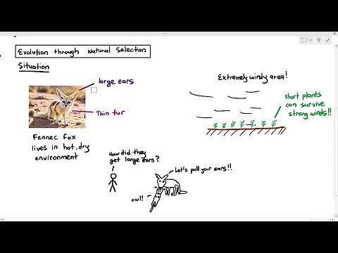17-6 How Natural Selection leads to Evolution (Cambridge AS A Level Biology, 9700)