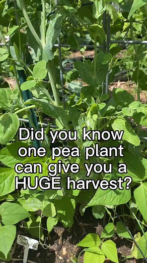 Fresh peas off the vine are one of the best parts of gardening. They’re so sweet and crunchy that we almost never make it back to the kitchen with any - the kids and I snack on them right there in the garden! 😄 What makes peas even better is how much you can harvest from just a single plant. They’re such a fun, high-reward crop, especially in the cooler months. If you haven’t grown peas before, this is your sign - they’re easy, delicious, and worth every square inch. 🌿✨ Who’s growing peas this