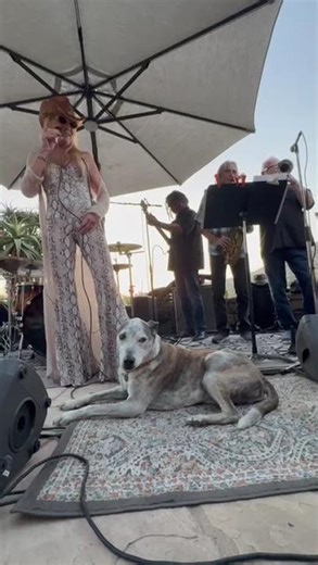 Just another sweet afternoon concert with Ruby and the Red Hots featuring Copper the dog!