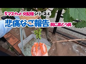 ぶどう栽培（房まで黒とう病に罹患）