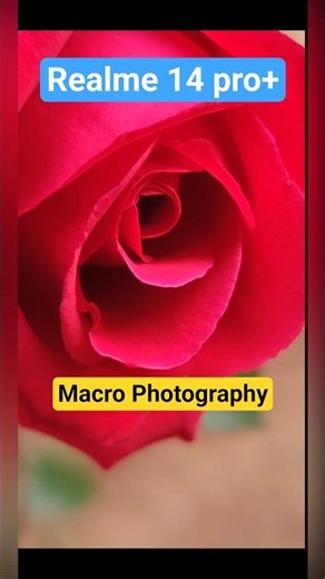 realme 14 pro plus macro photography #macrophotography #thesuryatecknowledge #shorts #redrose
