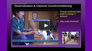 Dog Aggression: From Fearful, Reactive & Hyperactive to Focused, Happy & Calm