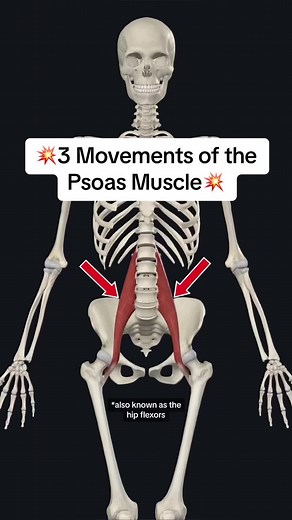 💥Psoas (Hip Flexors)💥 . The Psoas attaches to the transverse processes of L1-L5 vertebrae, vertebral bodies of T12-L5 vertebrae, and adjacent intervertebral discs. It runs anterior and inferior to the lesser trochanter of femur. . Action: Flexes thigh at hip joint; flexes trunk. It can also help with lateral flexion (Sidebending) . The Psoas gets its nerve supply from the L1-L3. . Arterial Supply: Lumbar arteries, lumbar branch of iliolumbar artery, obturator, external iliac, and femoral arter