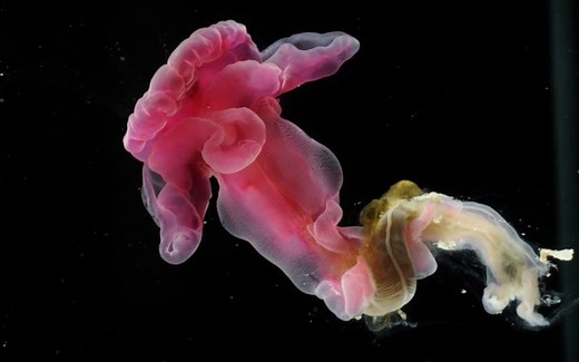 动物图鉴——半索动物门