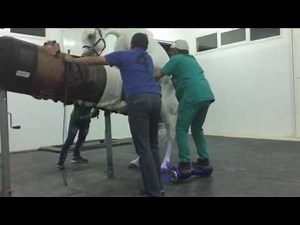 Stallion semen collection on a hoverboard