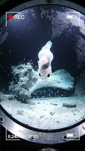 Ghost Fish at Earth's Deepest Point 👻