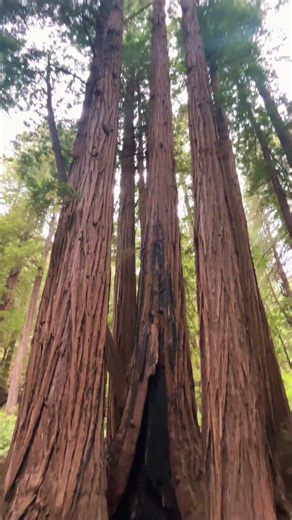 John Muir Woods and Mount Tam Exploring ✨🌲🤍