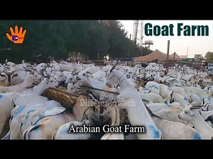 Arabian Goat Farm | Arabian Sheep | Goat Feeding | Goat Farm in Saudi Arabia || Different Touch