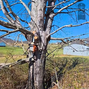 Taking Down Some BIG Tree Limbs #trees #treetrimming #treeremoval #chainsaw | Out of the Woods Forestry