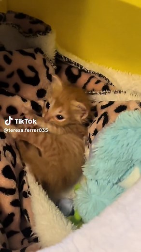 La misión de Teresa: Momentos clave en el capítulo 1