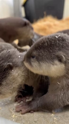 155K views · 3.5K reactions | When you might get a first glimpse of the Cincinnati Zoo's otter pups. https://bit.ly/45gr1ab | LOCAL 12, WKRC-TV | Facebook