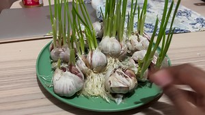 Qaraabo -- garlic is growing/sprouting in my kitchen🧄. Reer Minnesota, it's almost winter so I'll post a Youtube Video in October Inshallah.🧄 The biggest myth when I started gardening was "if you touch the roots of a plant, the plant will die/not grow". Saxiib that is false! I hope you can try growing something from your kitchen today 🤩🙏 #garden #garlic #plants #Somalia #kenya #nairobi | Beertayda Somali Gardener